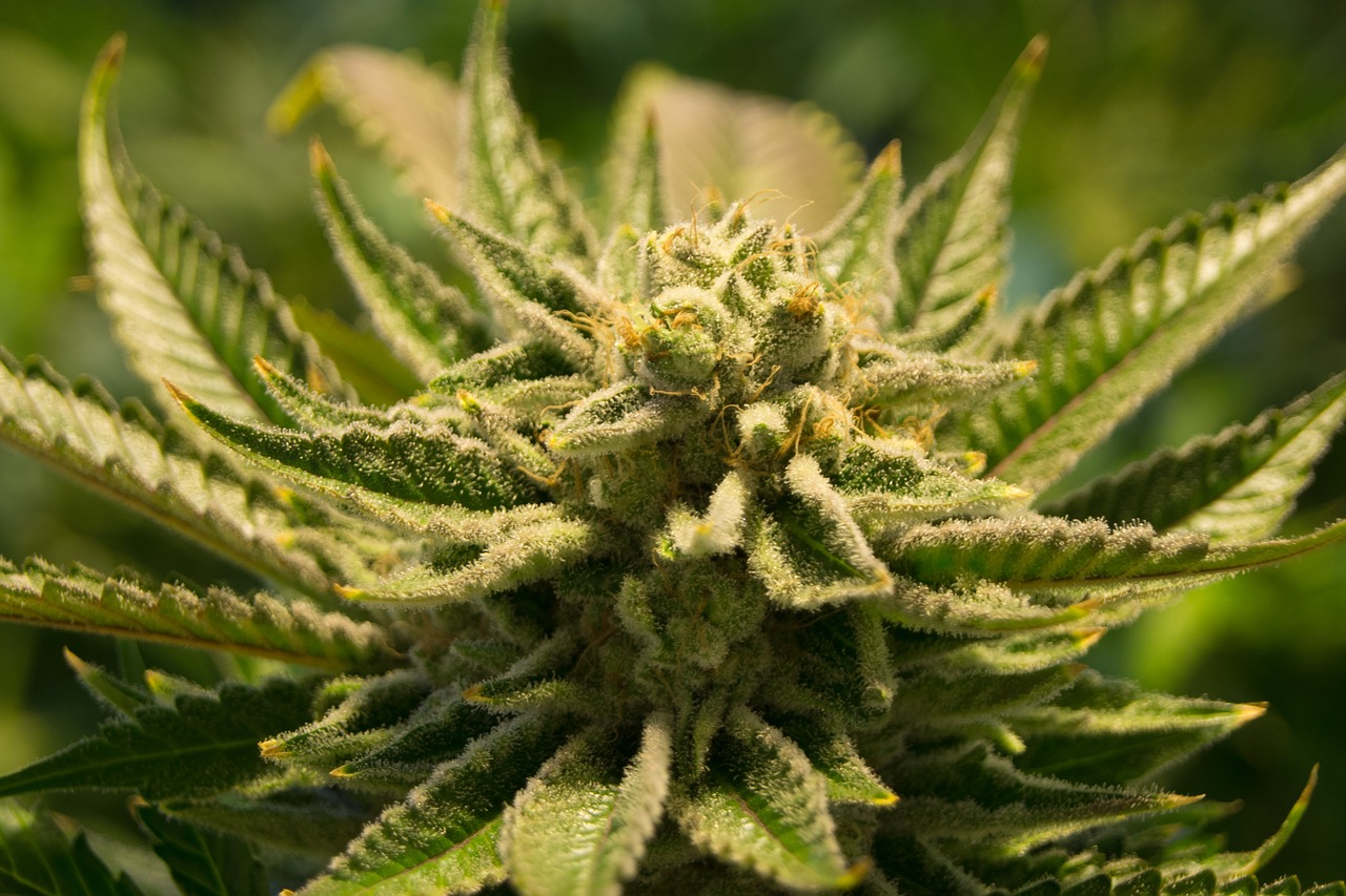 Marijuana Statistics